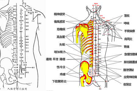 差错,可能会威胁到人的生命安全,背部重要的穴位有很多,比如说天宗穴