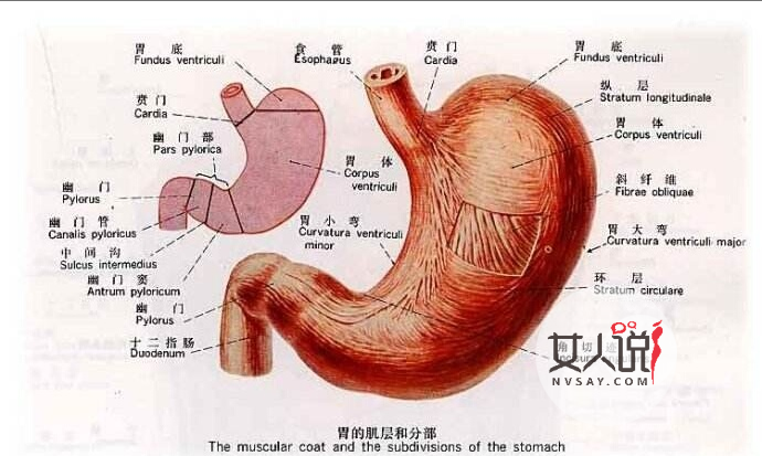 来看看胃在哪个位置图