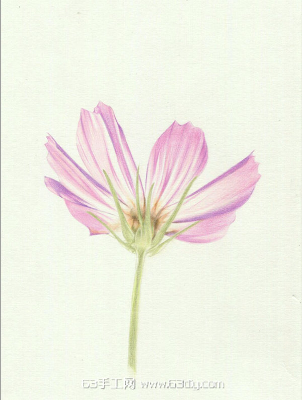 格桑花的画法 彩铅格桑花手绘教程