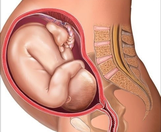 小编的话:从怀孕第一周开始,胎儿宝宝在一天天的慢慢发育成长,他由最