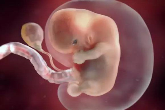 第七周:胎儿宝宝如山莓般大小,他的身长约一英寸长