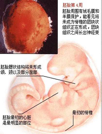 0-40周胎儿发育详情 胎儿发育指标对照表