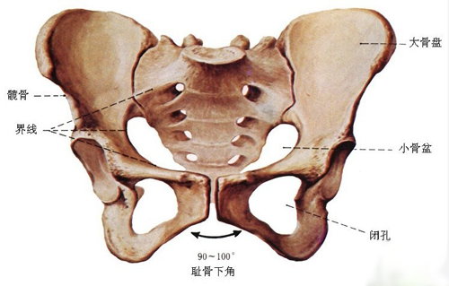 骨盆歪斜怎么矫正及女性骨盆的组成解剖图