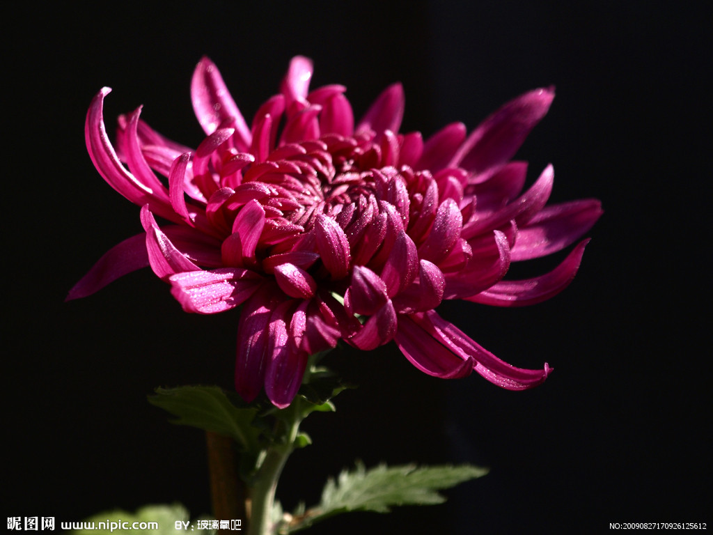 菊花有什么样的颜色 菊花是什么样的,像什么