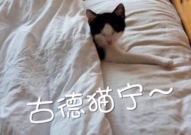 【网络用语】"古德猫宁"是什么意思?