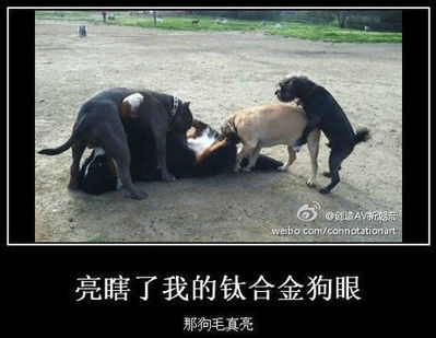 主页 知识百科 囧事百科 > 正文 钛合金狗眼由硬化氪金狗眼及泰坦精钢
