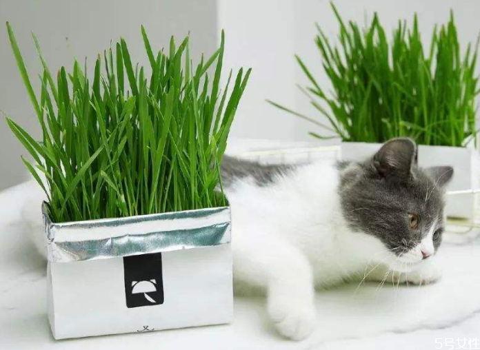 猫草怎么种 猫草多大可以吃