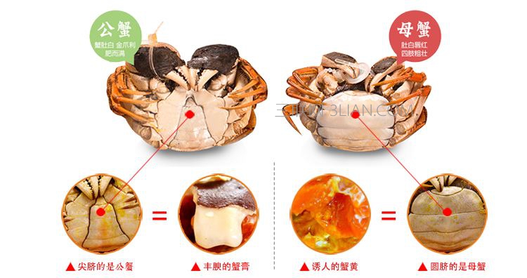 螃蟹公母怎么分图解,公的好吃还是母的好吃