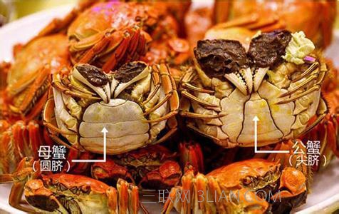 梭子蟹怎么区分公母图图片