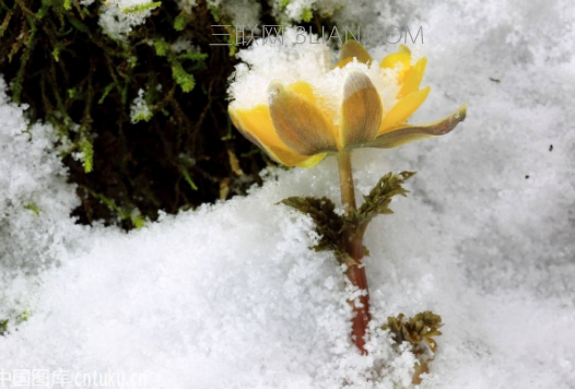 雪蓮花有幾種吃法?哪種最好(2)_漂亮女人街