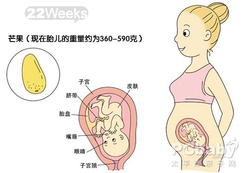 怀孕22周 怀孕22周胎儿图怀孕22周胎动及注意事项