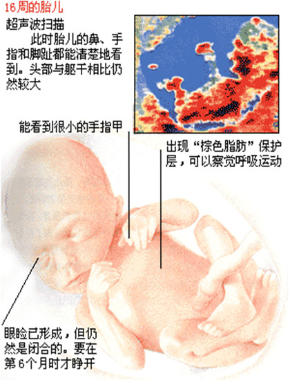 0-40周胎兒發育詳情 胎兒發育指標對照表