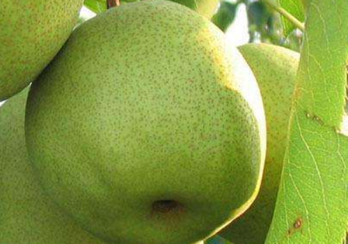 最大的梨是砀山梨吗 怎么区分公母