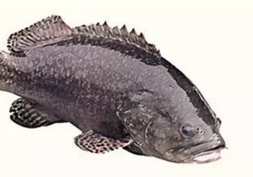 龙趸鱼怎么读 多少钱一斤