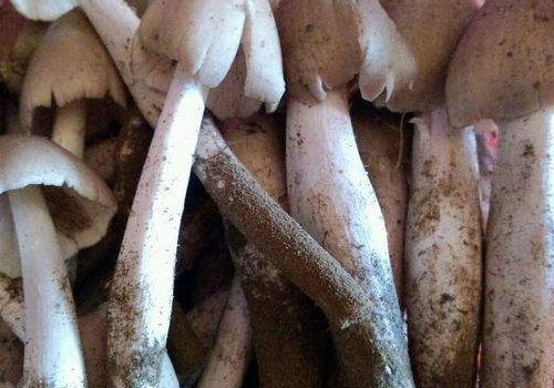 夏至菇有毒吗 生长在几月份