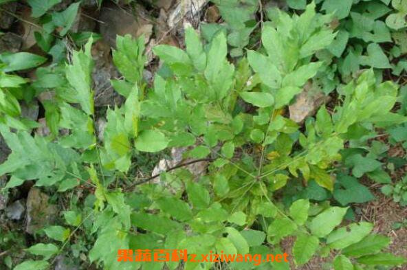 玉郎伞的功效与作用 玉郎伞的药用价值