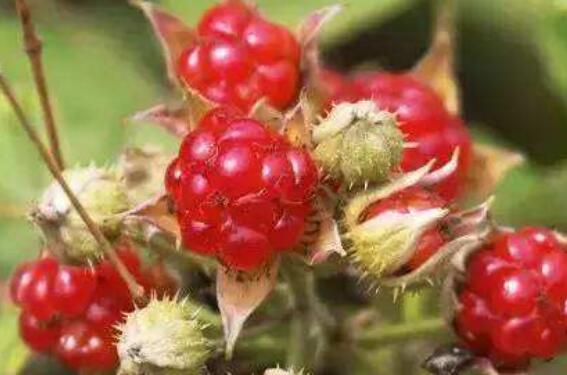 红泡刺根的功效与作用及药用价值