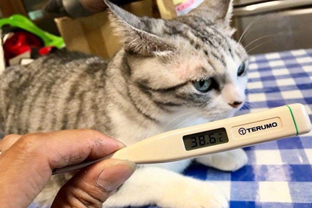 铲屎官掌握猫发烧的家庭护理