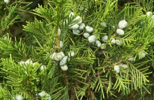 圆柏叶的功效与作用