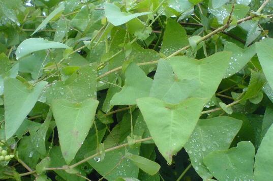 河白草的功效与作用 河白草的药用价值