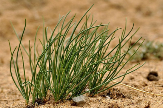 沙葱是哪里的特产